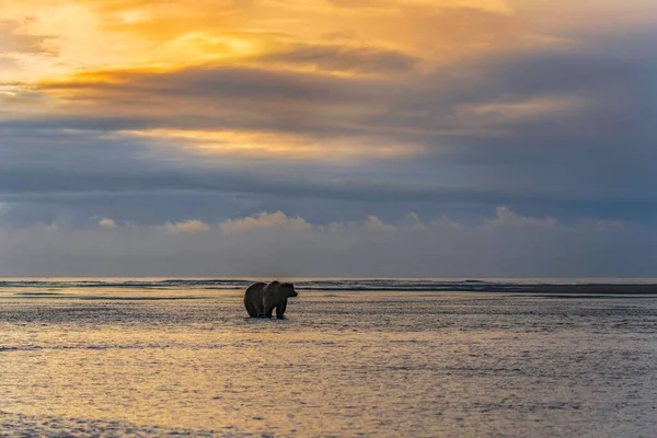 Schöne Aufnahme Eines Braunbären Der Bei Sonnenuntergang Alaska Der Küste — Stockfoto