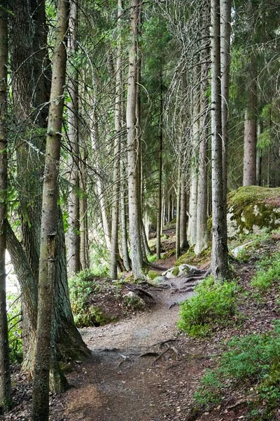 松树茂密的森林中的一条小径的垂直截图 — 图库照片