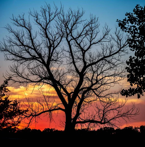 Vacker Bild Bladlös Trädsiluett Solnedgången — Stockfoto