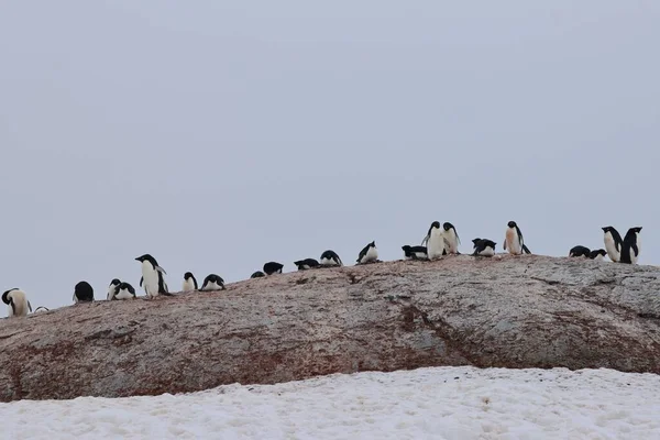 A landscape shot of a penguin colony walking in the snow under the white sky
