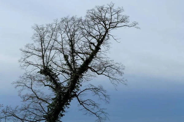 在苍白的蓝白天空下 一棵孤零零的 奄奄一息的树 枝条纤细而锐利 叶子枯萎 — 图库照片