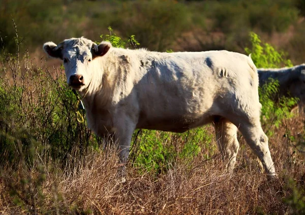 Белая Корова Стоящая Поле Высокой Коричневой Травы — стоковое фото