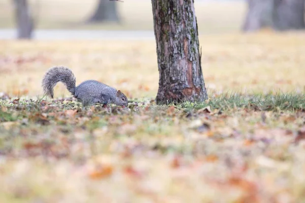Niski Kąt Ujęcia Wiewiórki Jedzącej Coś Otoczonego Opadłymi Suchymi Liśćmi — Zdjęcie stockowe