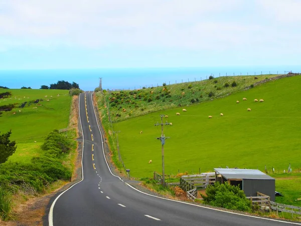 Naturalny Widok Pagórkowatej Drogi Greenfield Owiec Wypasu Krajobrazie Nowej Zelandii — Zdjęcie stockowe