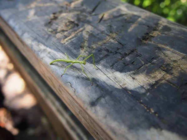 Closeup Nature Phasmids Stick Insect Wooden Trunk Sunlights — Stock Photo, Image