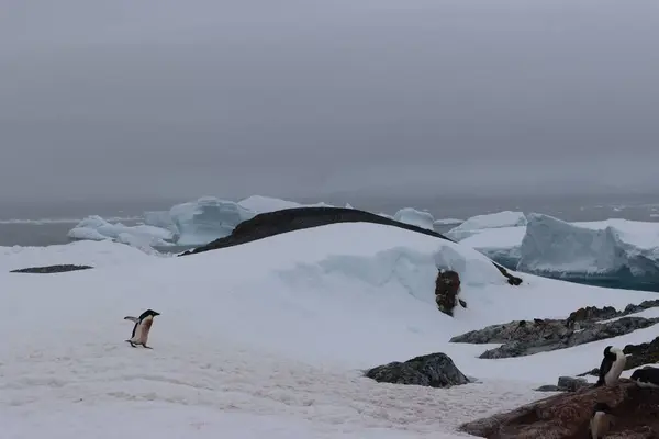 白い空の下で美しい南極の風景の中で雪の中を走るペンギンのショット — ストック写真