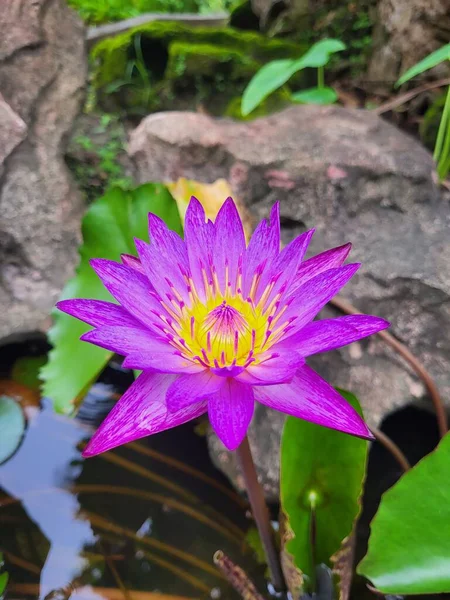 Enda Vacker Blommande Näckros Vietnam — Stockfoto