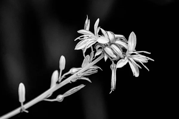 Сірий Крупним Планом Знімок Квітучих Красивих Квітів Саду — стокове фото