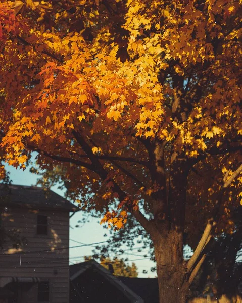 Pionowe Ujęcie Jasnego Pomarańczowego Jesiennego Drzewa Domu Tle — Zdjęcie stockowe