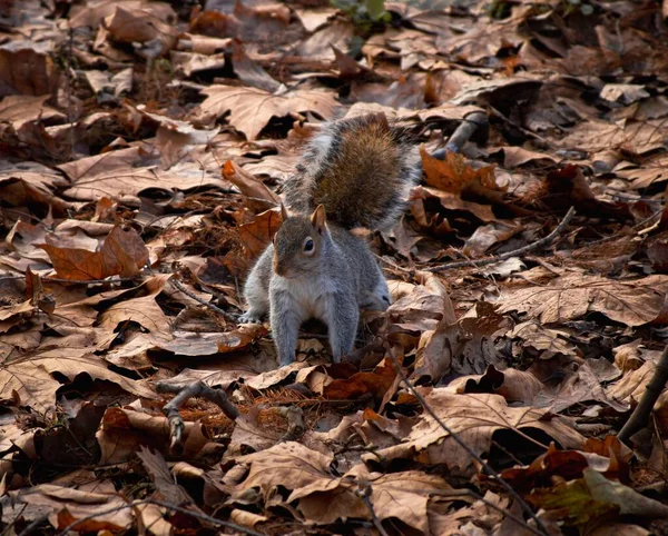 Esquilo Cinza Oriental Bonito Natureza Durante Dia — Fotografia de Stock