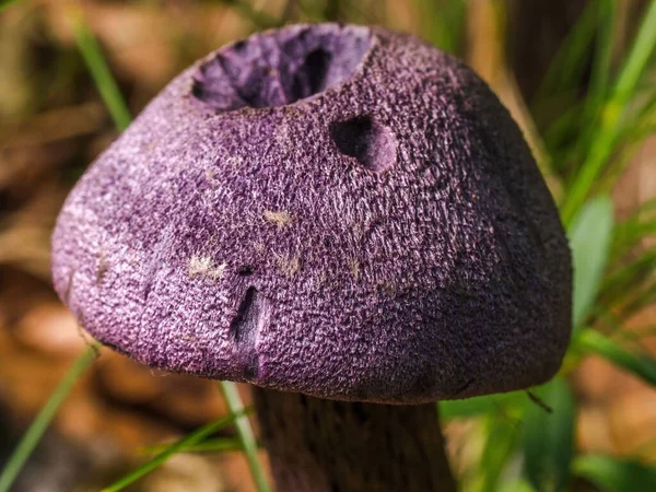 Närbild Violett Webcap Cortinarius Violaceus Skogen — Stockfoto