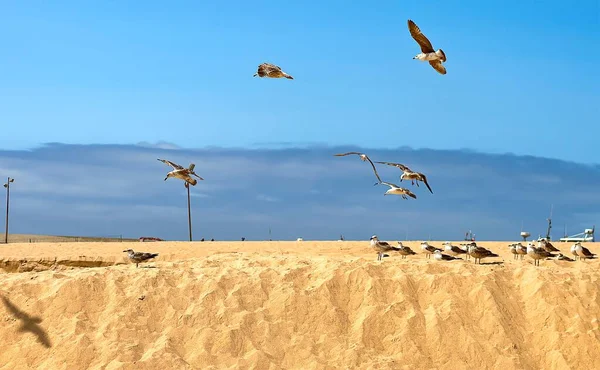Kolonia Mewy Piaszczystej Plaży Jasnym Słońcu — Zdjęcie stockowe