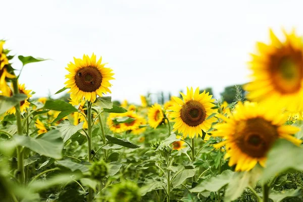 Eine Nahaufnahme Schöner Sonnenblumen Mit Leuchtend Gelben Blütenblättern Und Grünen — Stockfoto