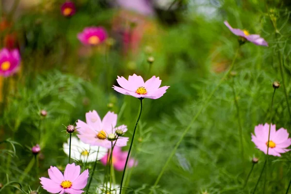Detailní Záběr Fialových Kosmu Květin Zahradě Kalkatě Indie — Stock fotografie