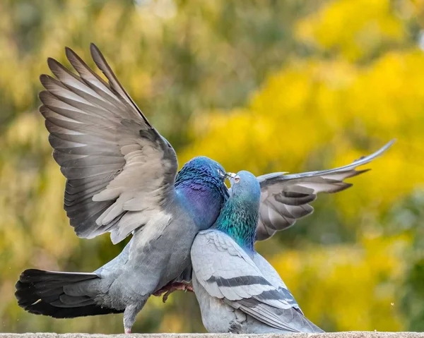배경을 배경으로 춤추는 마리의 비둘기 — 스톡 사진