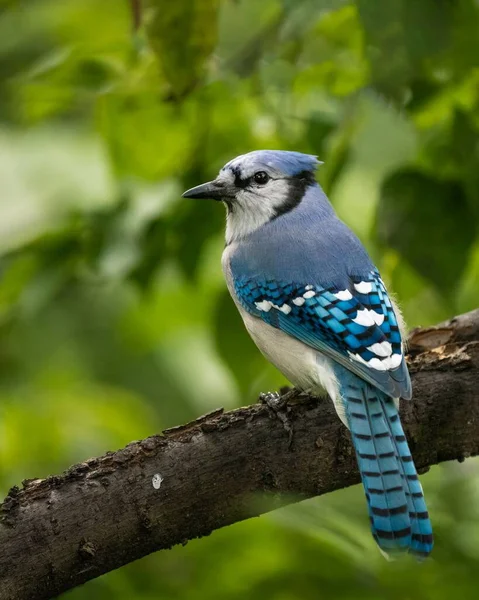 Sebuah Gambar Close Vertikal Dari Burung Jay Biru Bertengger Cabang — Stok Foto