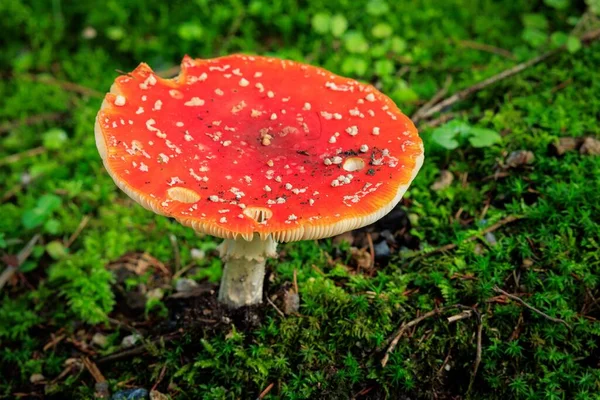 Дерев Яному Дні Було Знято Червоний Amanita Muscaria Fungus — стокове фото