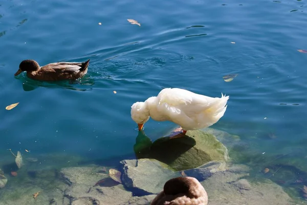 Cute Brown Duck Swimming Lake Beautiful White Pekin Drinking Water — Stock Photo, Image