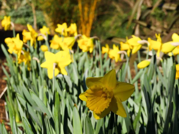 庭に黄色のダフォディの花を咲かせるクローズアップショット — ストック写真