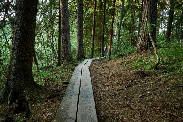 Длинная Деревянная Пешеходная Тропа Через Красивый Буйный Лес — стоковое фото