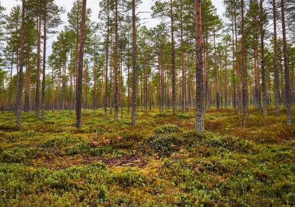 薄木の緑豊かな森の美しいショット — ストック写真