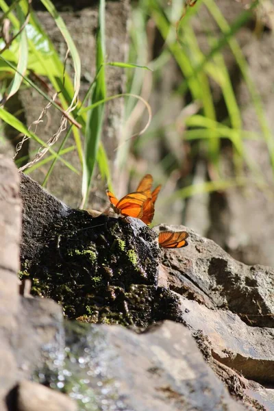 Colpo Verticale Farfalle Arancioni Pietre — Foto Stock