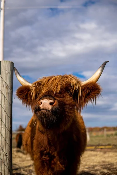 Eine Vertikale Nahaufnahme Einer Kuh Neben Dem Zaun Einem Bokeh — Stockfoto