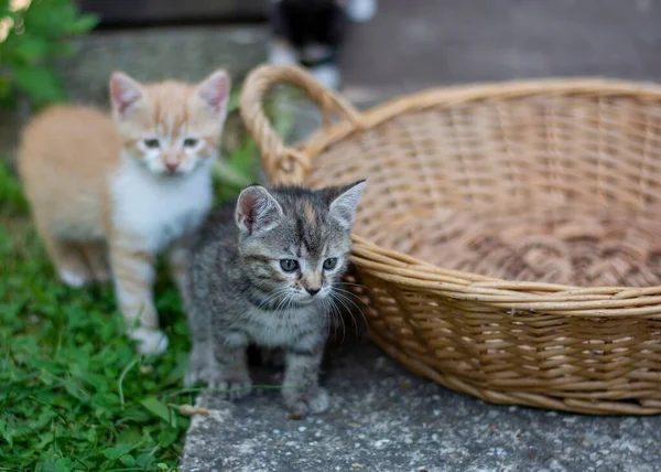 Hasır Bir Sepetin Yanında Sevimli Gri Bej Kedi Yavrularının Yakın — Stok fotoğraf