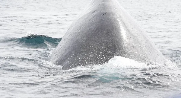 南極の明るい太陽の下で静かな海の表面の上に現れる鯨 — ストック写真