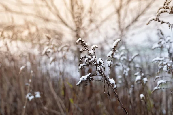 Eine Nahaufnahme Von Trockenen Pflanzen Die Einem Wald Mit Schnee — Stockfoto