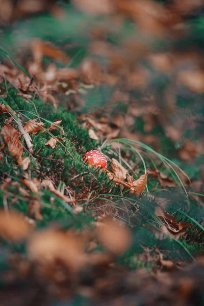 Tiro Vertical Pequeno Cogumelo Amanita Uma Floresta Queda — Fotografia de Stock