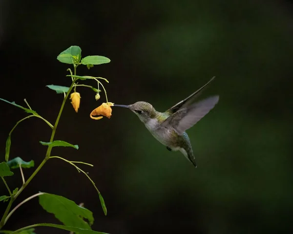 Närbild Vacker Kolibri Flyger Att Dricka Från Blommor — Stockfoto