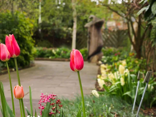 Primo Piano Tulipani Rosa Vivo Fiore Giardino — Foto Stock