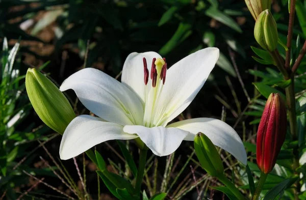 Egy Közeli Kép Egy Virágzó Fehér Liliomról Kertben — Stock Fotó
