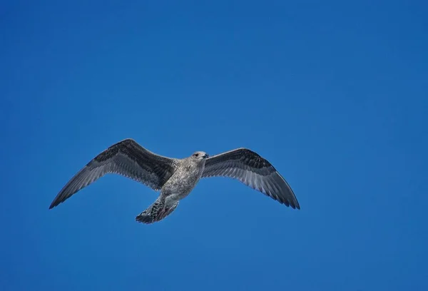 Parlak Mavi Gökyüzüne Doğru Uçan Güzel Bir Martının Alçak Açılı — Stok fotoğraf