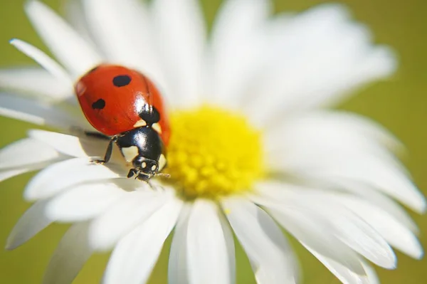 Macro Shot Ladybug White Flower Blur Background — Stock Photo, Image