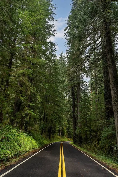 Vertikal Bild Asfalterad Väg Som Går Genom Skogen Washington Usa — Stockfoto
