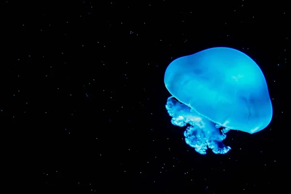 Прекрасная Голубая Медуза Изолированная Фоне Звездного Неба — стоковое фото