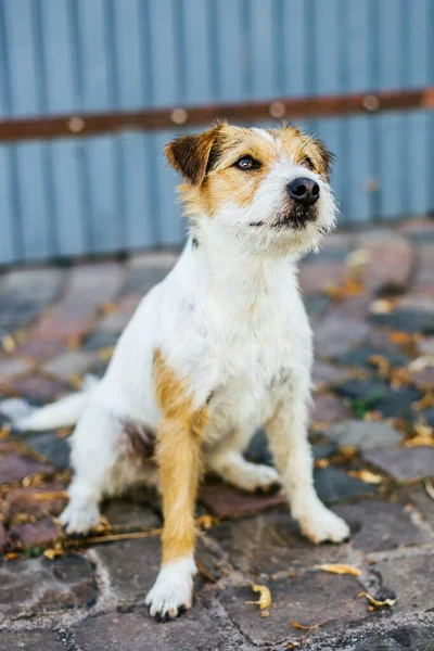 Tiro Vertical Perro Terrier Blanco Jengibre Jack Russell Una Granja —  Fotos de Stock