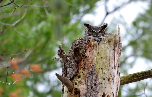森の中の傷んだ木の上に大角フクロウのクローズアップショット — ストック写真