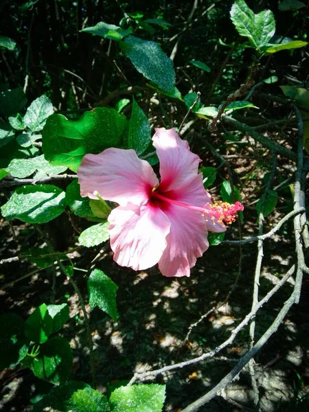Tiro Vertical Uma Flor Rosa Hibisco Jardim — Fotografia de Stock