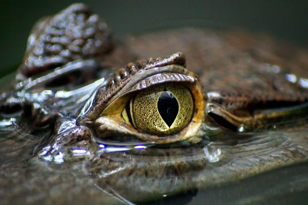 Närbild Alligator Öga Kommer Från Vatten — Stockfoto