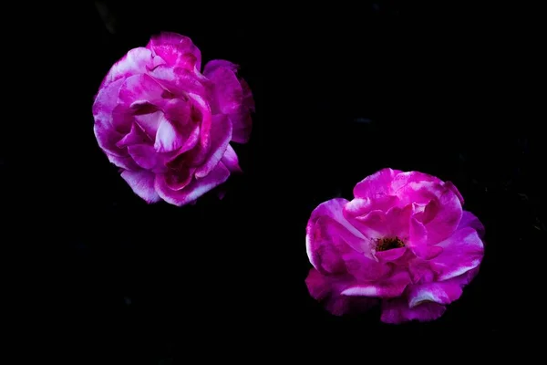 Duas Pétalas Rosas Roxas Contra Fundo Escuro — Fotografia de Stock