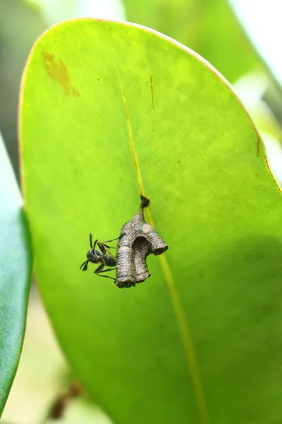 Detailní Záběr Mravence Velkém Jasně Zeleném Listu Slunečném Lese — Stock fotografie