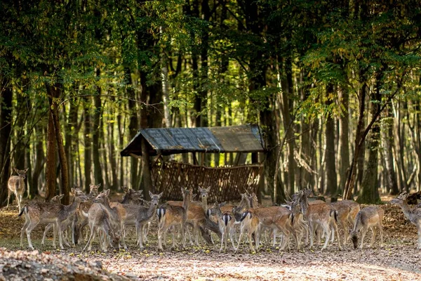 背後には木製のアーバーと木のある森の中に立つ多くの鹿の水平ショット — ストック写真