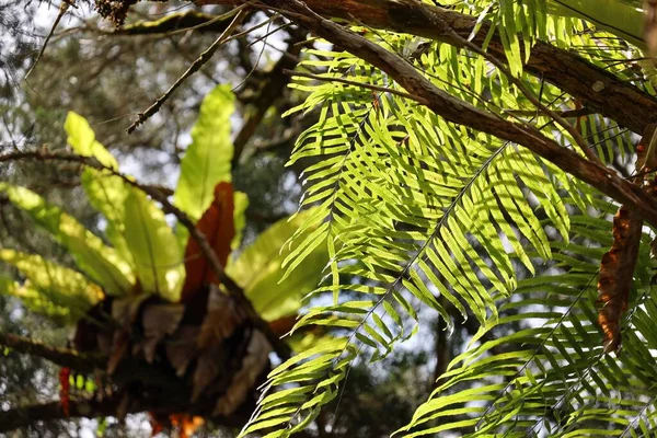 绿蕨叶在阳光下在树枝上的特写 — 图库照片