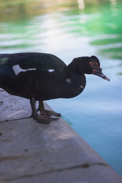 stock image A vertical closeup shot of a muscovy duck (Cairina moschata) near the pond