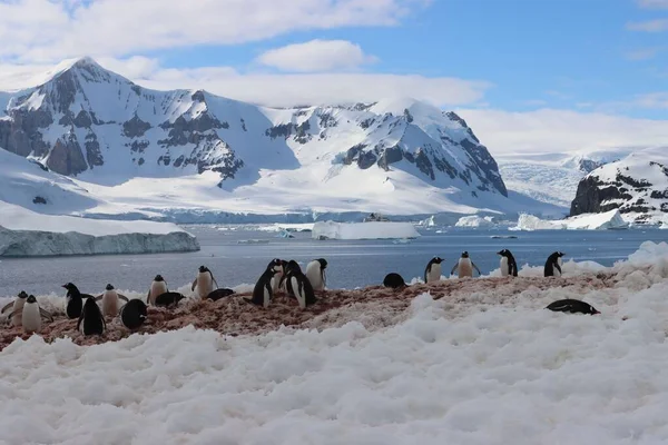 Группа Милых Пингвинов Бегает Снегу Антарктиде Морем Снежными Горами Позади — стоковое фото