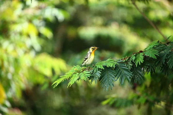 Ένα Χαριτωμένο Μικρό Blackburnian Warbler Στέκεται Ένα Φύλλο Καλυμμένο Υποκατάστημα — Φωτογραφία Αρχείου