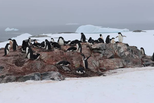 A landscape shot of a penguin colony walking on a rock surrounded with snow under the white sky